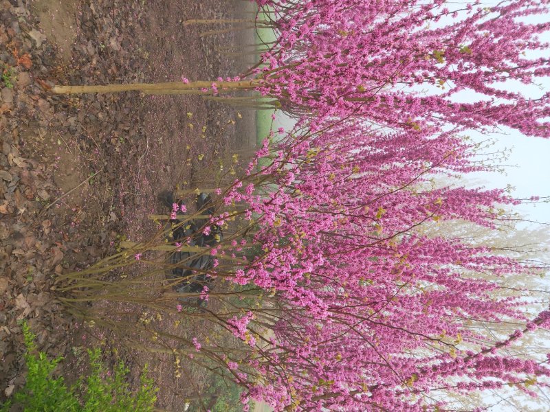 紫荆