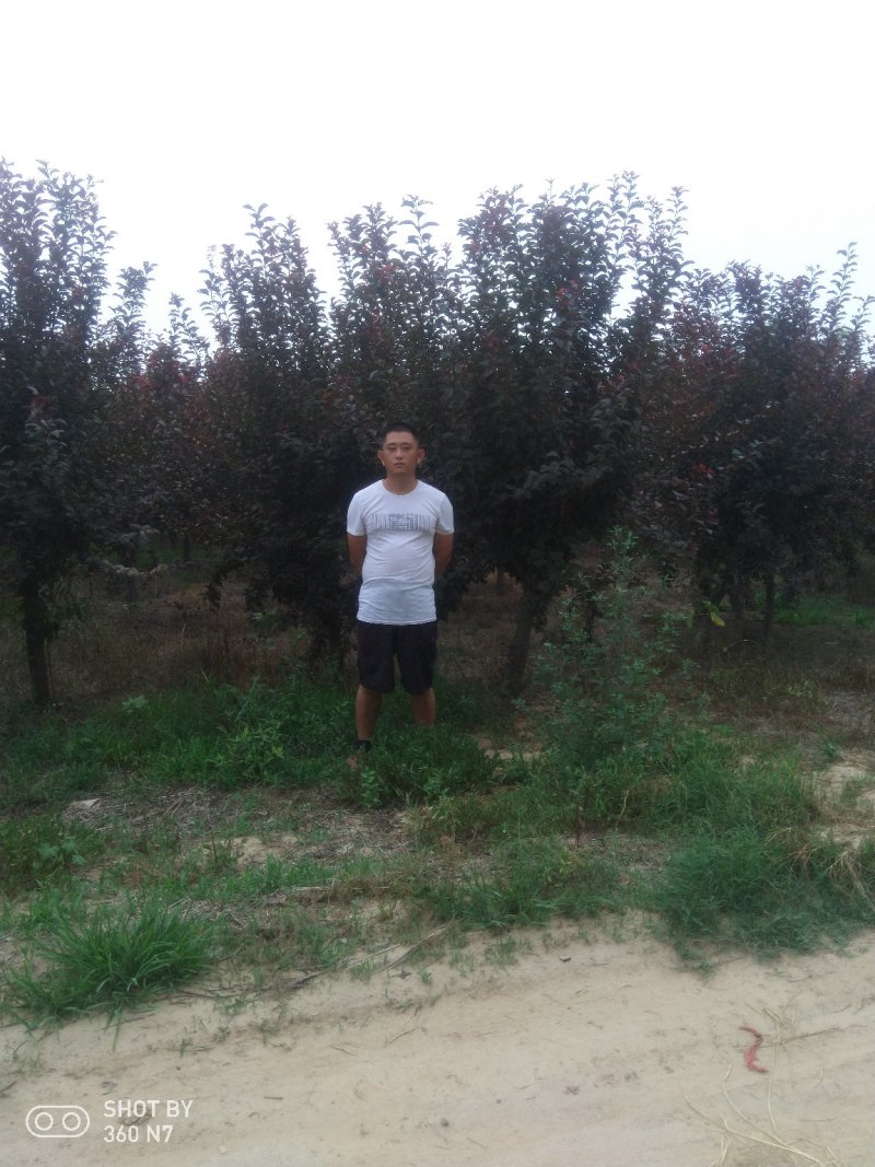 红叶李数量大，价格低自己的苗子