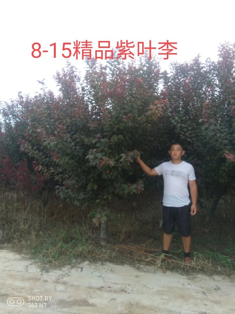 红叶李数量大，价格低自己的苗子