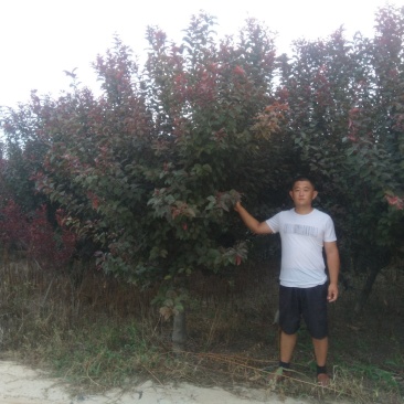 红叶李数量大，价格低自己的苗子