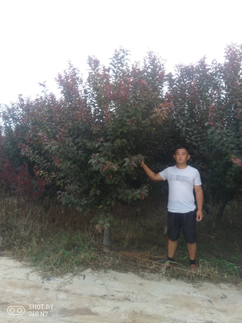 红叶李数量大，价格低自己的苗子