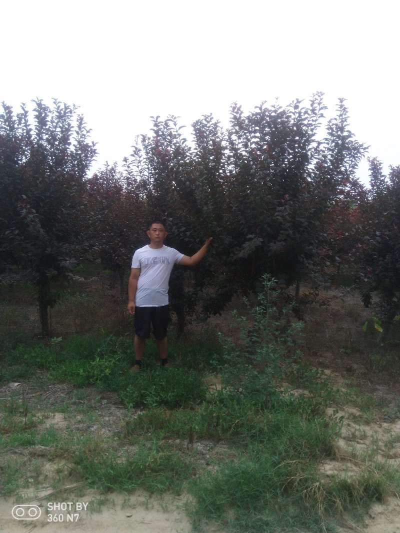 红叶李数量大，价格低自己的苗子