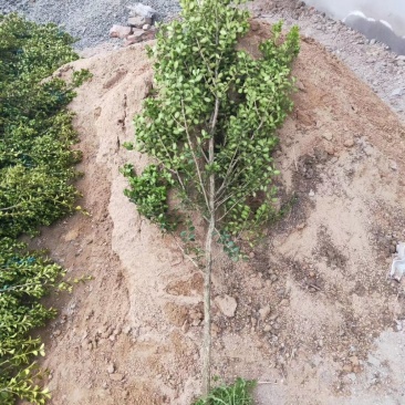 黄杨树