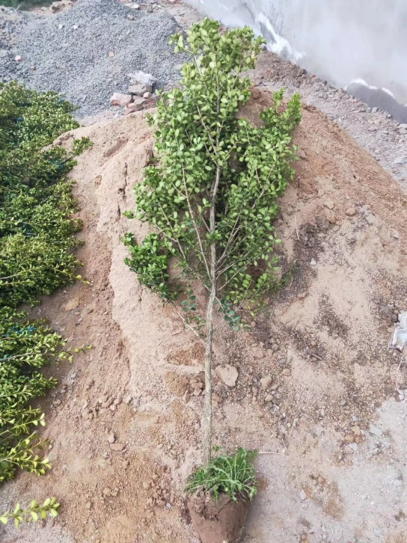 黄杨树