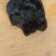 大棚秋木耳12的泡发率，色黑肉厚，通货0.7一1.2