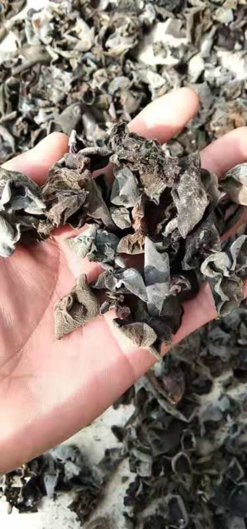 大棚秋木耳12的泡发率，色黑肉厚，通货0.7一1.2
