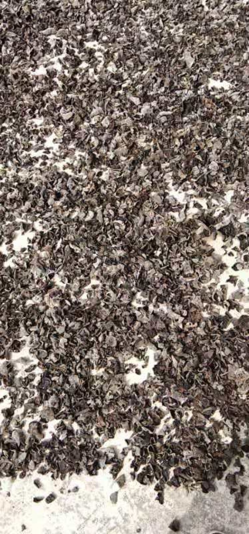 大棚秋木耳12的泡发率，色黑肉厚，通货0.7一1.2