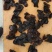 大棚秋木耳12的泡发率，色黑肉厚，通货0.7一1.2