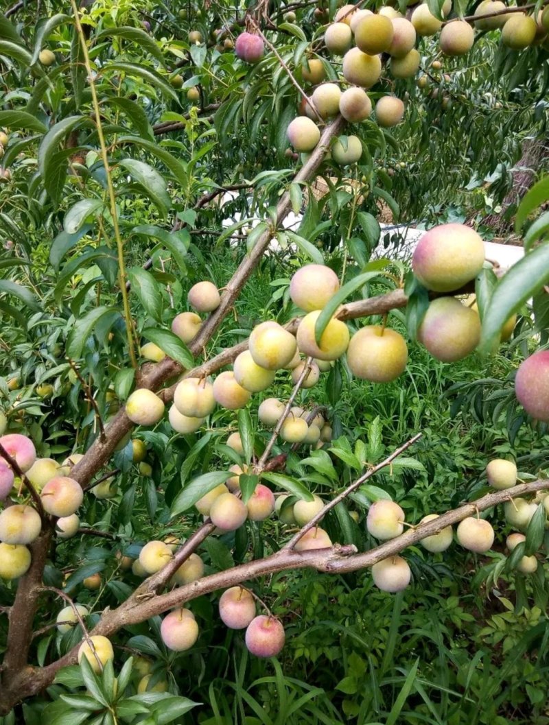 宜宾特产茵红李