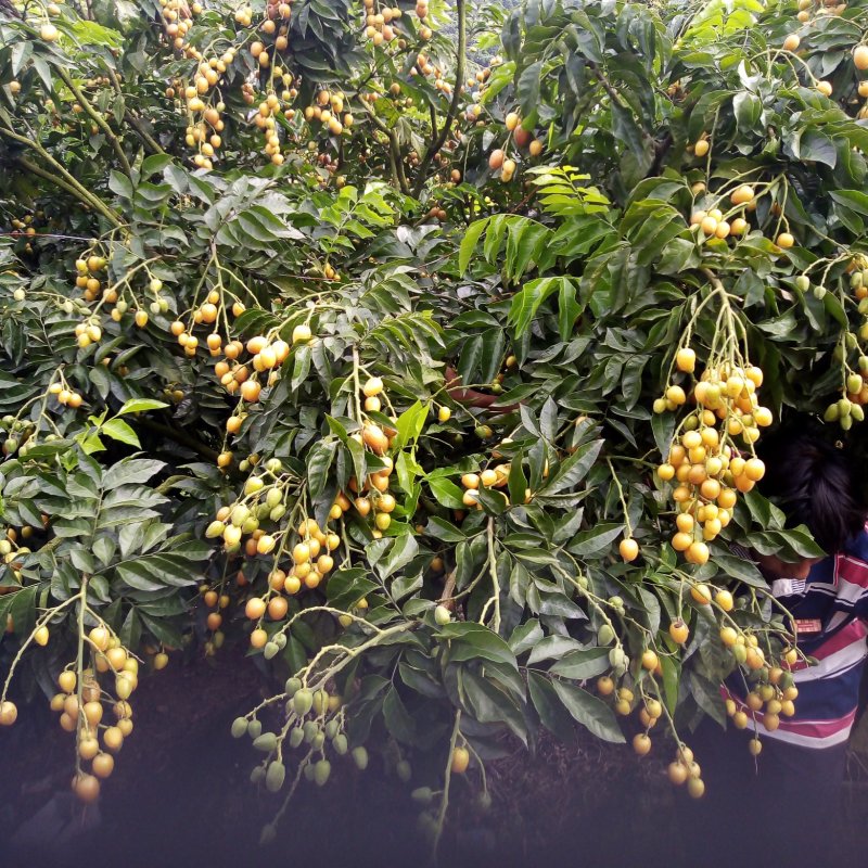 黄皮果
