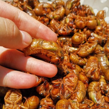 昆虫类