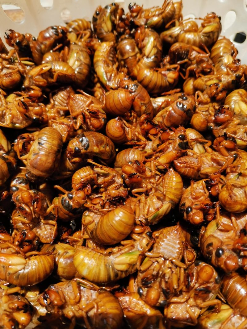 昆虫类