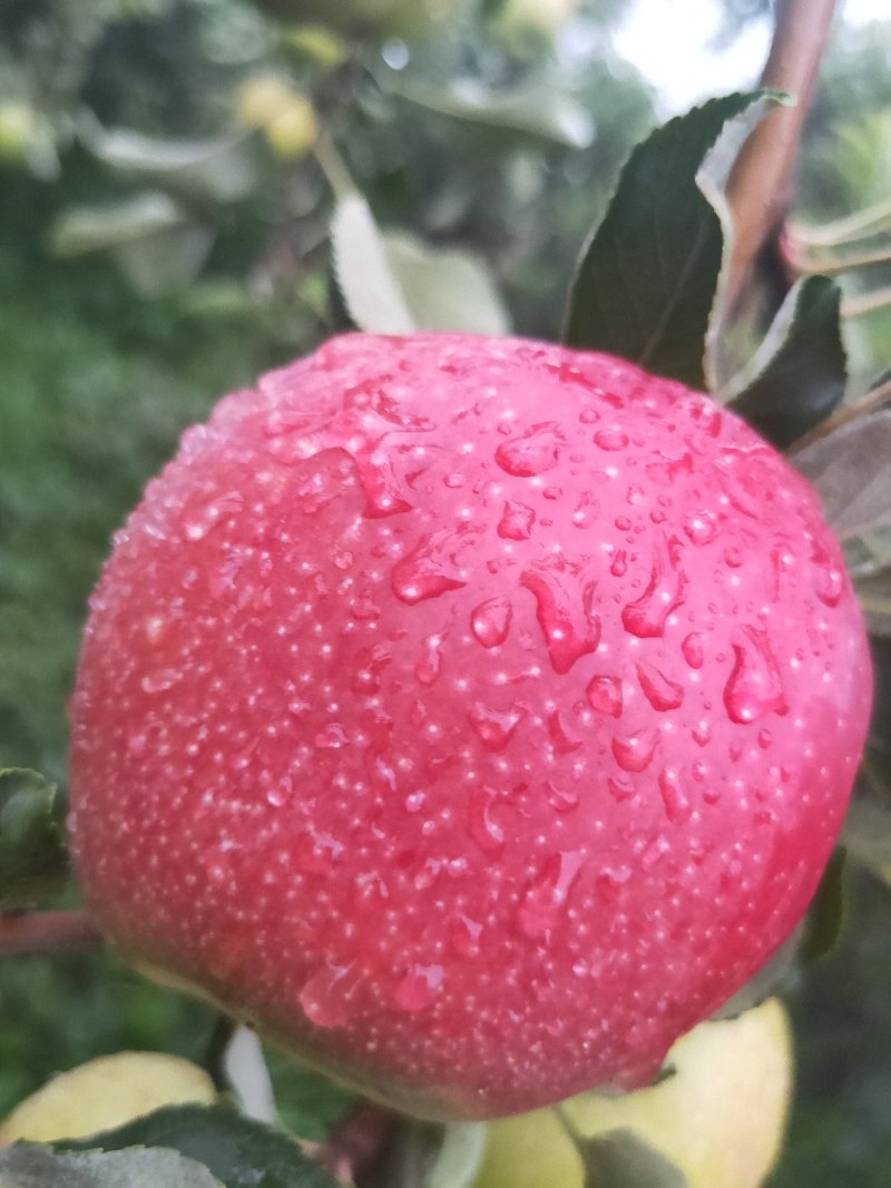美八大量上市
