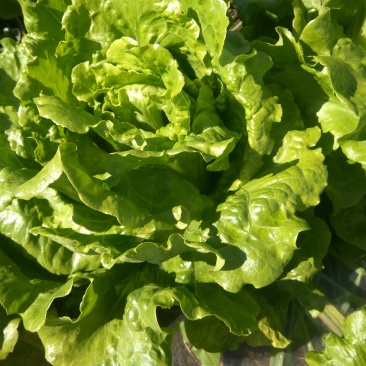 太白山无公害意大利生菜