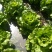 太白山无公害意大利生菜