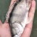 鳜鱼