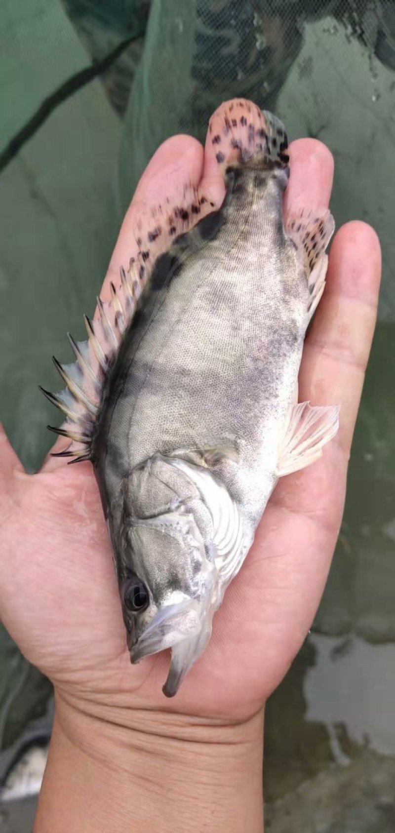 鳜鱼