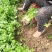 泰安岱岳区范镇香菜持续供应