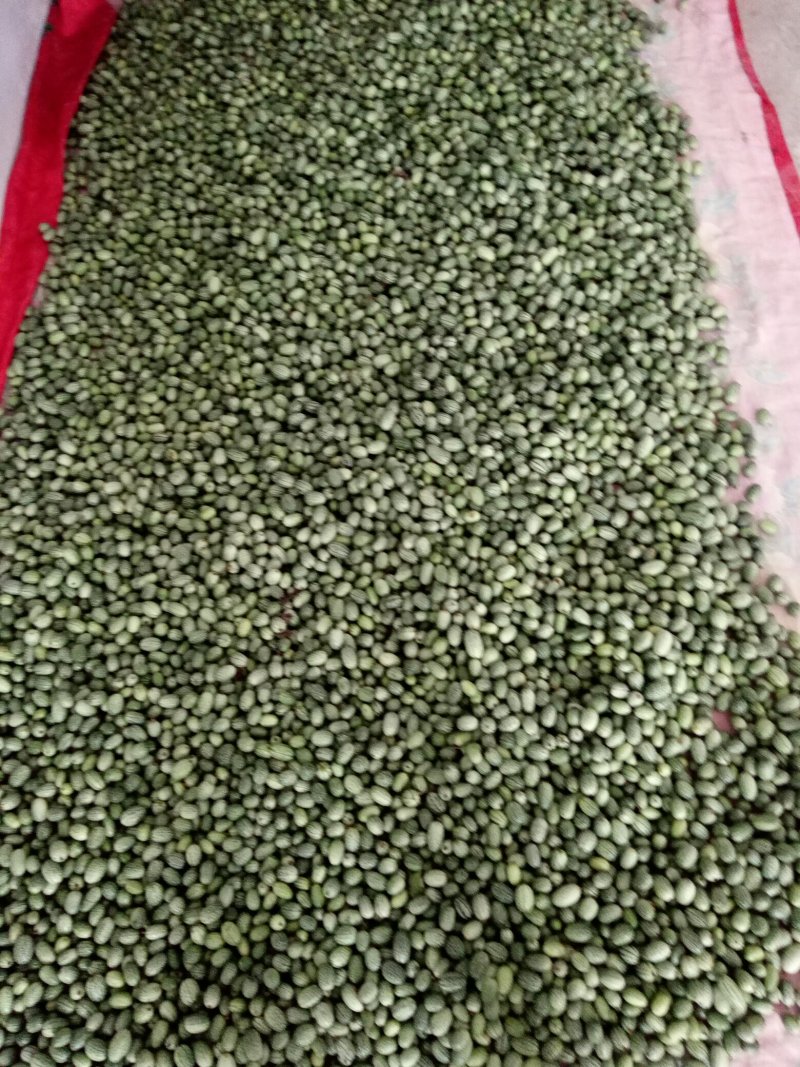 拇指西瓜大量供货质量保证