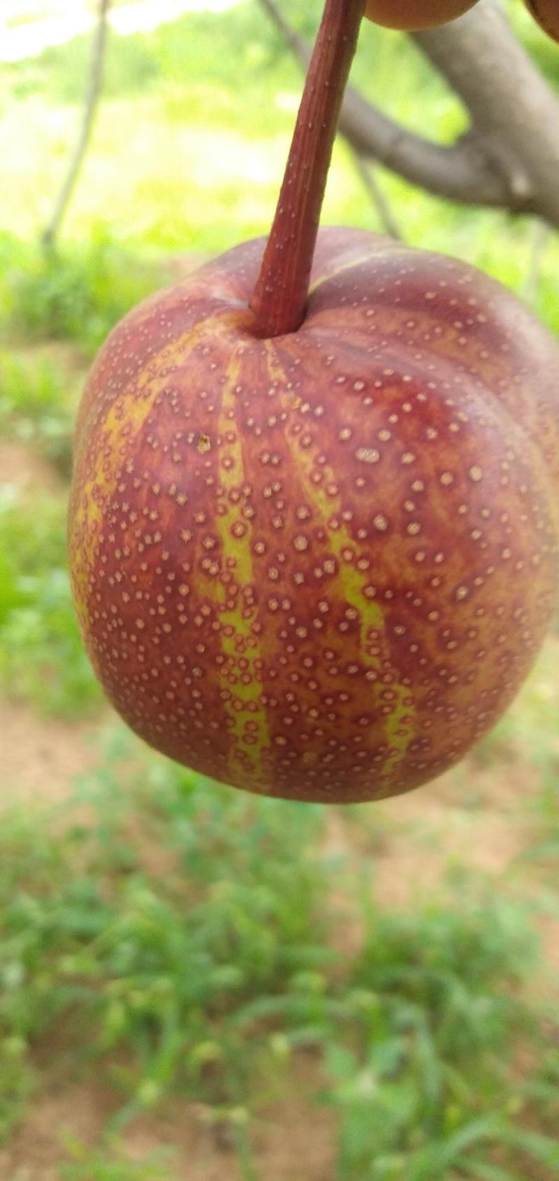 绥中八月红梨正在收购，个大皮细，口感甜脆，