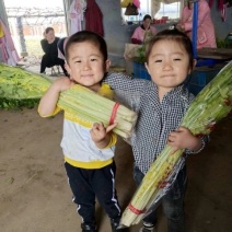 正宗马家沟芹菜大量上市常年供货全国配送保证新鲜