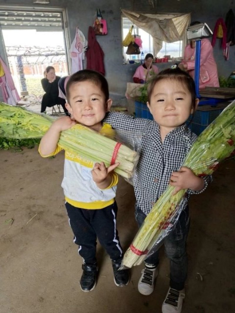 正宗马家沟芹菜大量上市常年供货全国配送保证新鲜