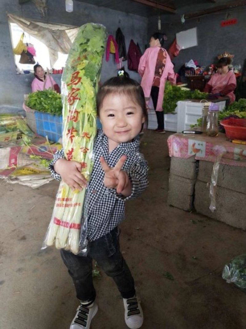 正宗马家沟芹菜大量上市常年供货全国配送保证新鲜