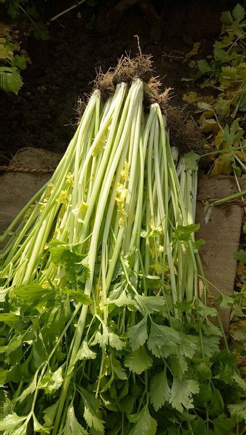 欢迎选购正宗马家沟“水晶芯”芹菜大棚新菜上市