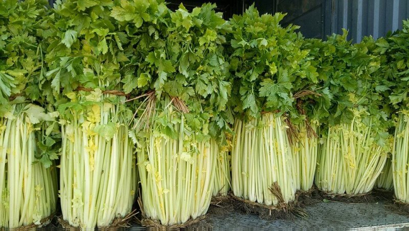 欢迎选购正宗马家沟“水晶芯”芹菜大棚新菜上市