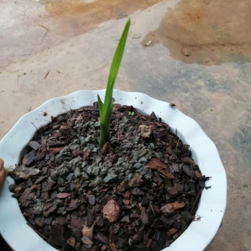 兰花