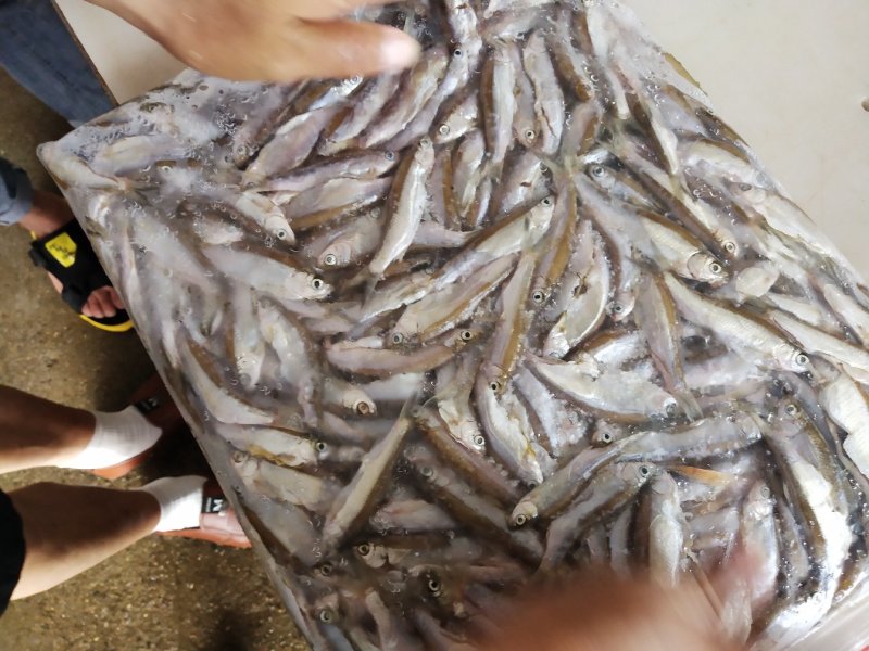 餐条鱼，蓝刀鱼。大规格。12公分以上的鱼。冻板带血色。