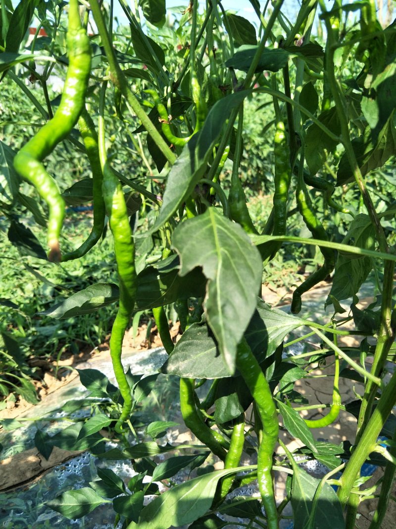 锦馃苑线椒，自由品牌，秦椒系列