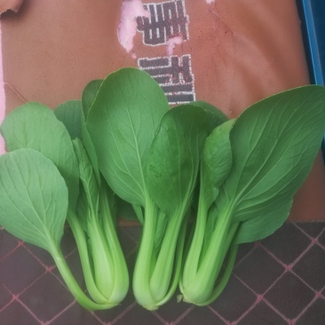 精品小油菜