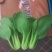精品小油菜