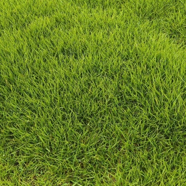 基地大量供應冷、暖型马尼拉草皮