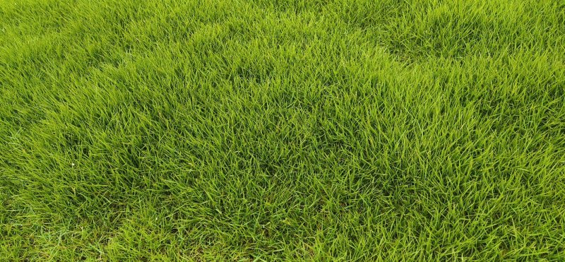 基地大量供應冷、暖型马尼拉草皮