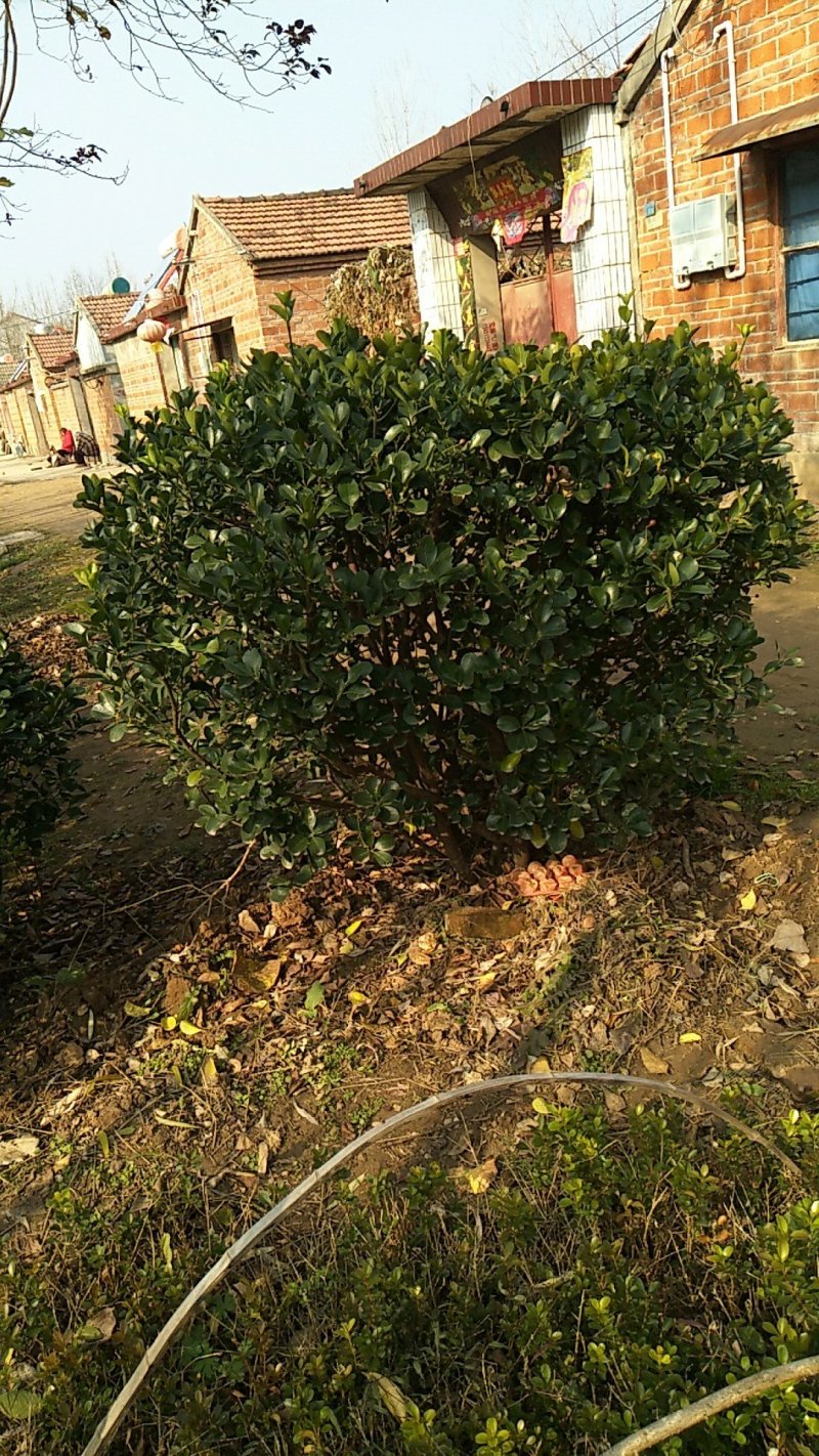 黄杨