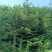 大量批发冷杉苗，冷杉，沙松