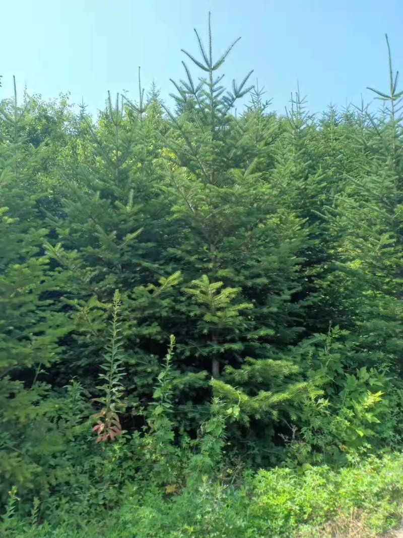 大量批发冷杉苗，冷杉，沙松