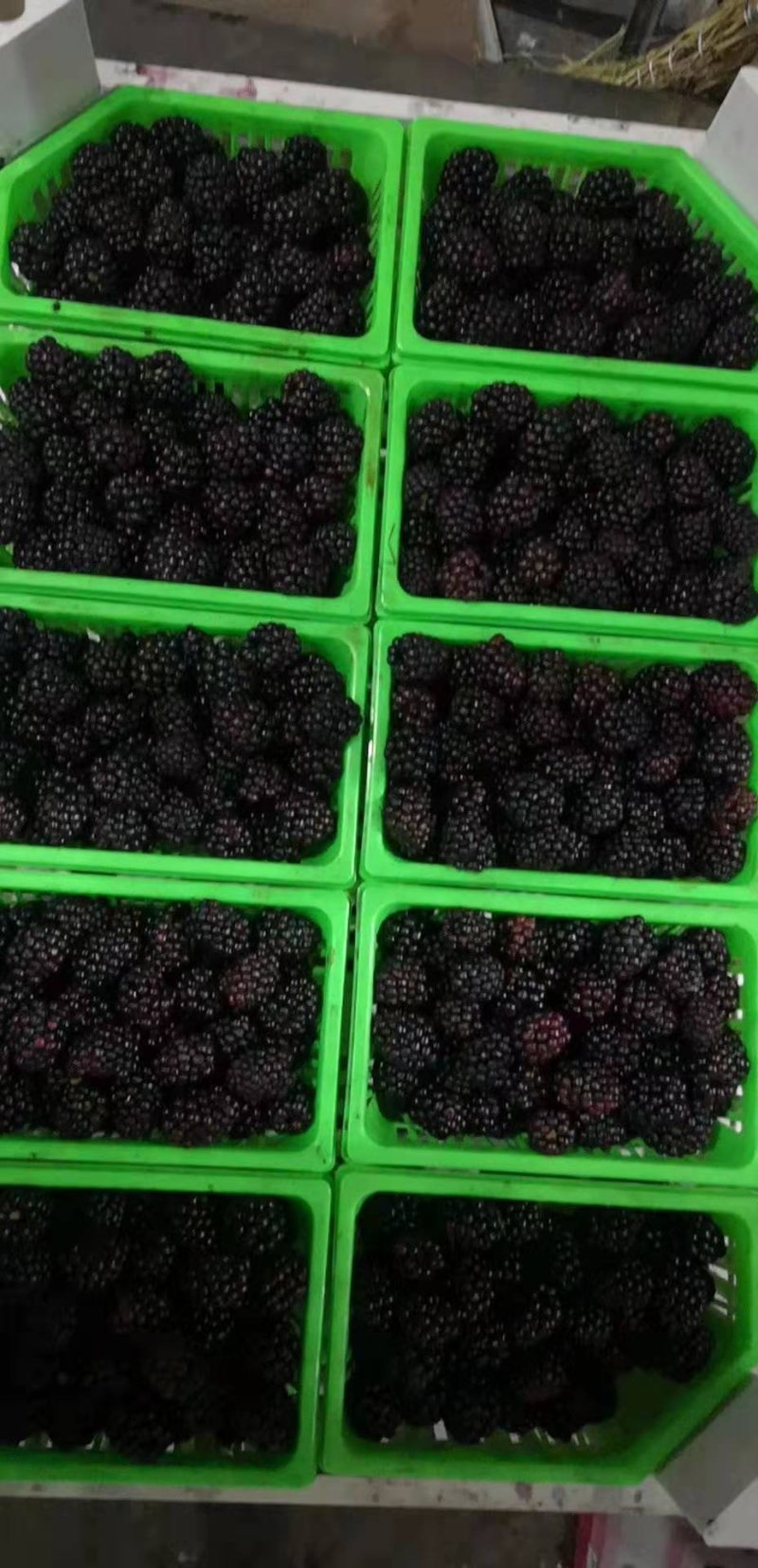 精品黑莓