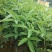 花椒苗九叶青花椒苗易管理产量高