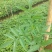 花椒苗九叶青花椒苗易管理产量高