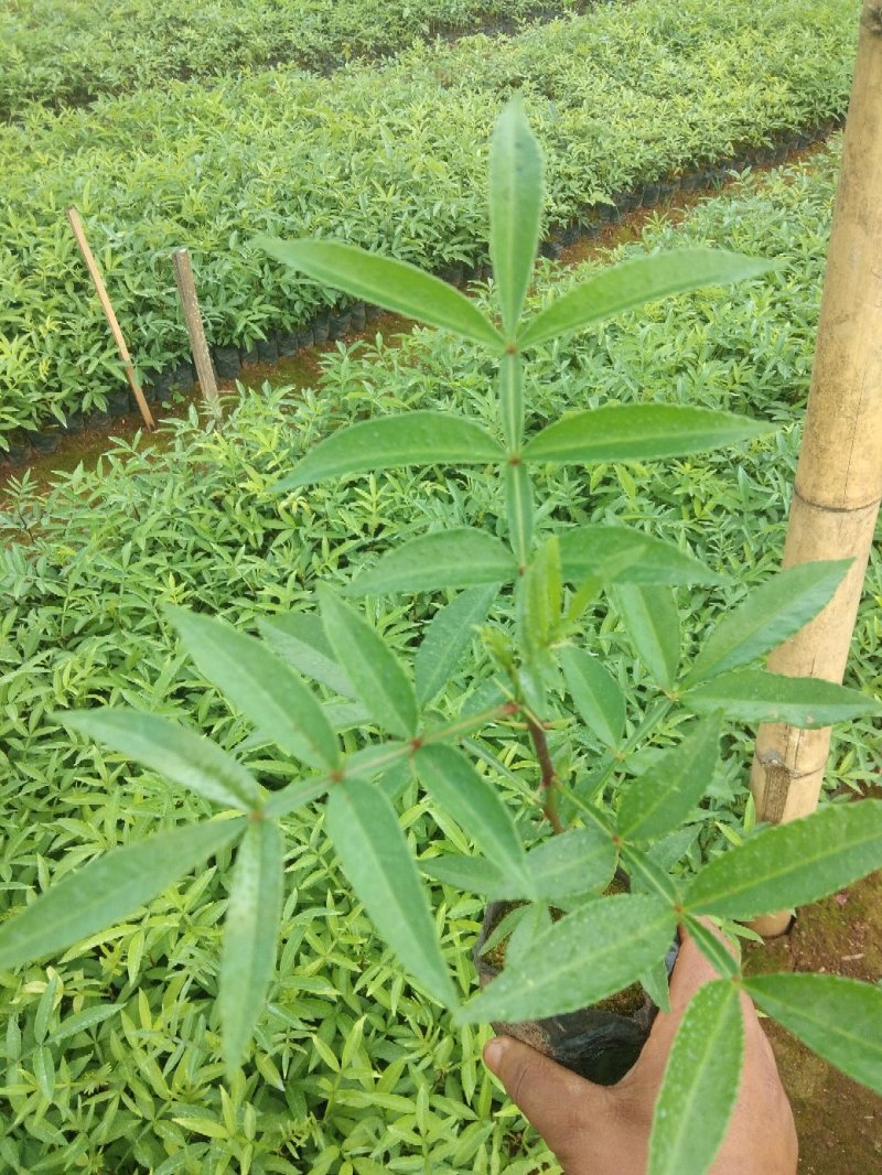 花椒苗九叶青花椒苗易管理产量高