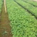 花椒苗九叶青花椒苗易管理产量高