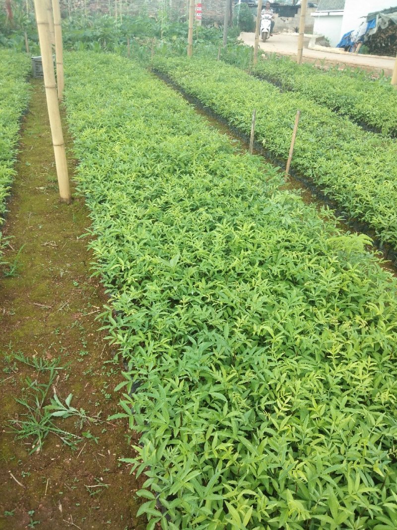 花椒苗九叶青花椒苗易管理产量高
