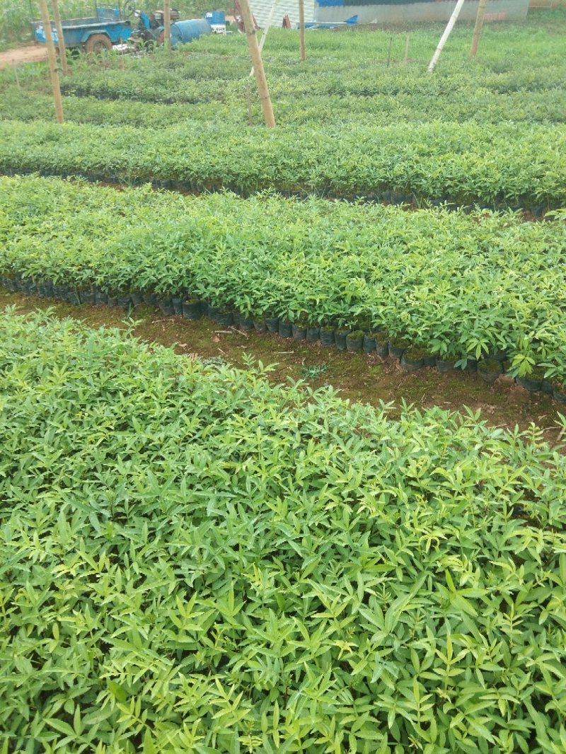 花椒苗九叶青花椒苗易管理产量高
