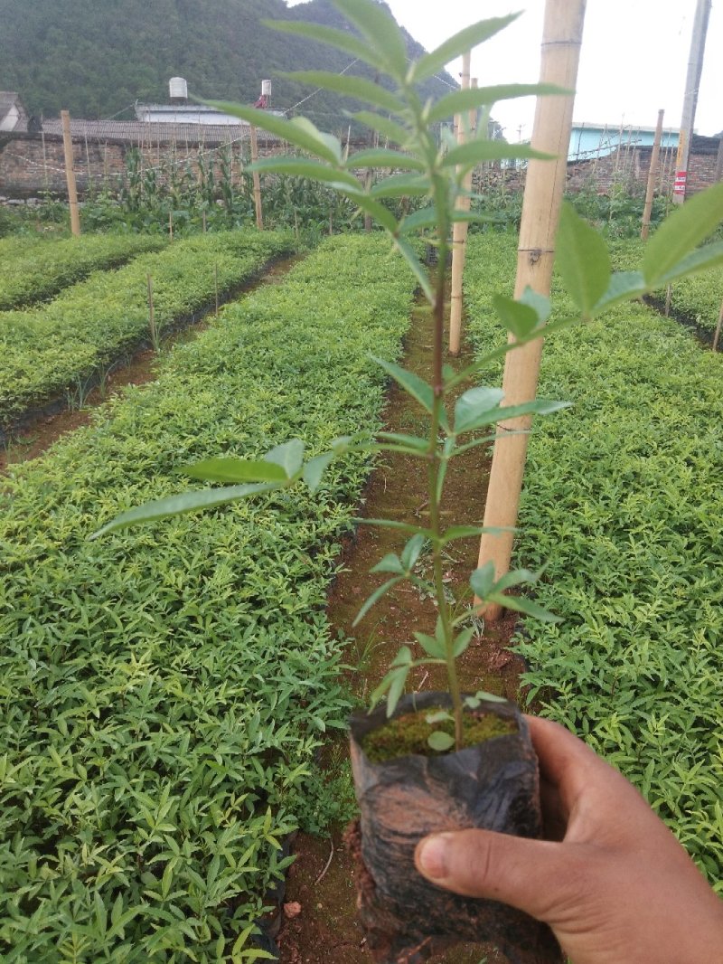 花椒苗九叶青花椒苗易管理产量高