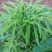 火镰菜苗滇西南药食兼用树种
