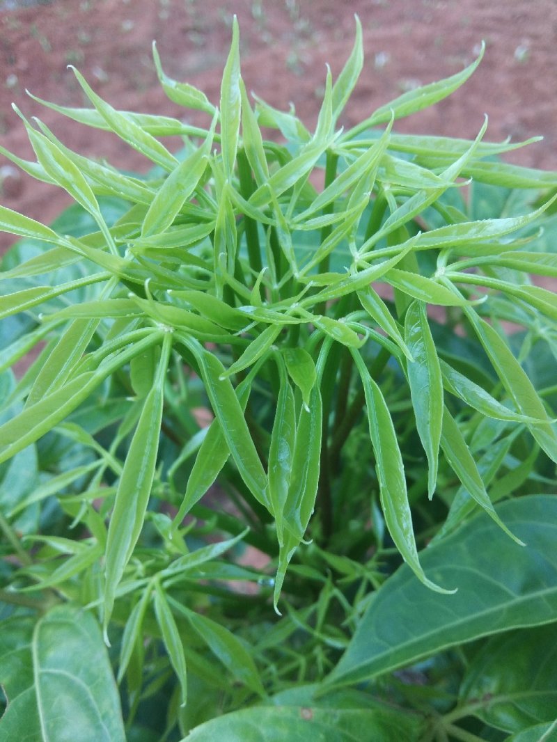 火镰菜苗滇西南药食兼用树种