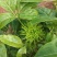 火镰菜苗滇西南药食兼用树种